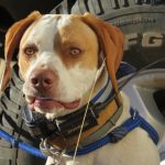 Dog training equipment