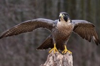 East Coast Falconry Supply